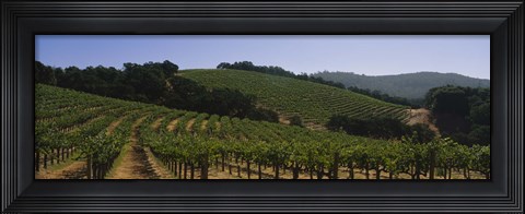 Framed Vineyard on a landscape, Napa Valley, California, USA Print