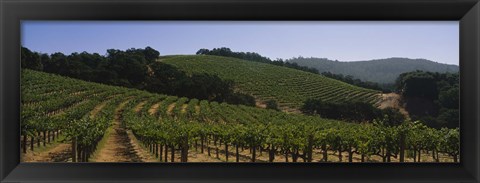 Framed Vineyard on a landscape, Napa Valley, California, USA Print