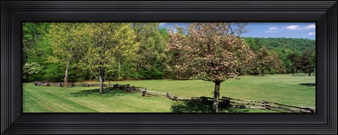 Framed Trees on a field, Davidson River Campground, Pisgah National Forest, Brevard, North Carolina, USA Print