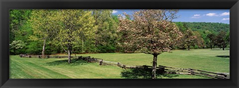 Framed Trees on a field, Davidson River Campground, Pisgah National Forest, Brevard, North Carolina, USA Print