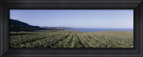 Framed Pineapple field on a landscape, Kapalua, Maui, Hawaii, USA Print