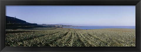 Framed Pineapple field on a landscape, Kapalua, Maui, Hawaii, USA Print