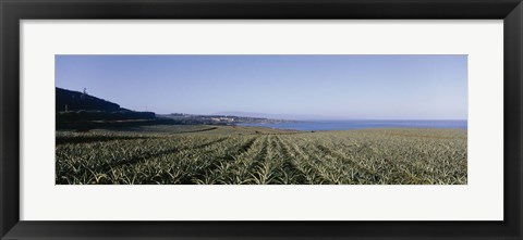 Framed Pineapple field on a landscape, Kapalua, Maui, Hawaii, USA Print