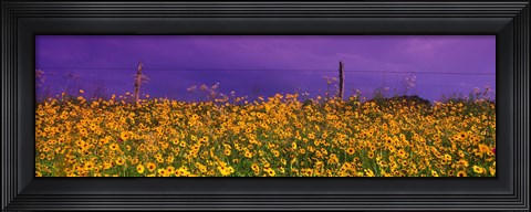 Framed Field Coreopsis Flowers, Texas, USA Print