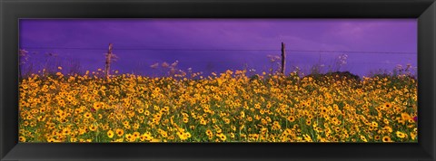 Framed Field Coreopsis Flowers, Texas, USA Print