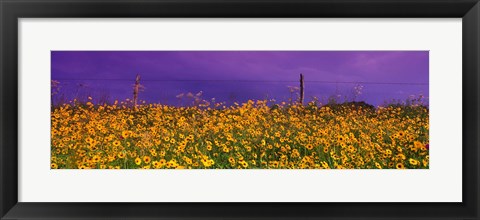 Framed Field Coreopsis Flowers, Texas, USA Print