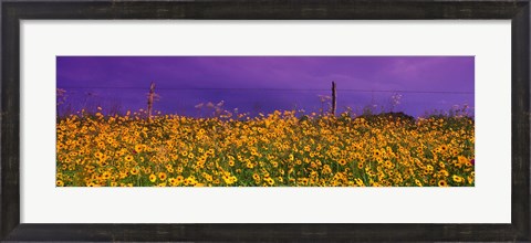 Framed Field Coreopsis Flowers, Texas, USA Print