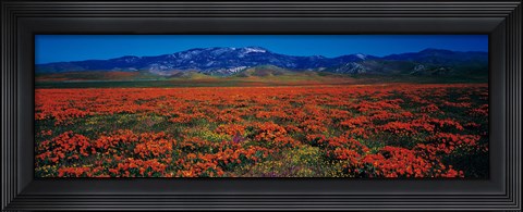 Framed Field, Poppy Flowers, Antelope Valley, California, USA Print