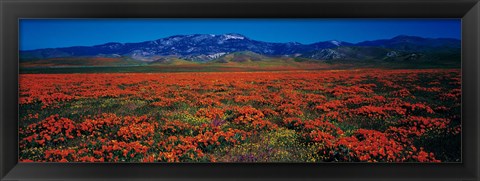 Framed Field, Poppy Flowers, Antelope Valley, California, USA Print