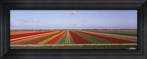 Framed High Angle View Of Cultivated Flowers On A Field, Holland Print