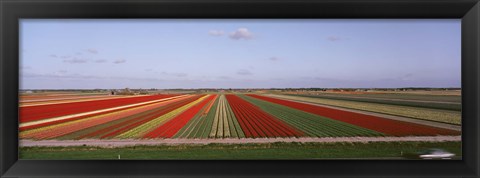 Framed High Angle View Of Cultivated Flowers On A Field, Holland Print