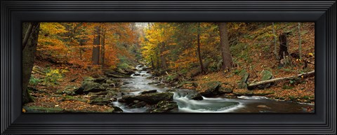 Framed Fall Trees Kitchen Creek PA Print