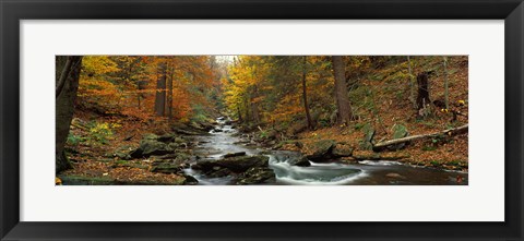 Framed Fall Trees Kitchen Creek PA Print