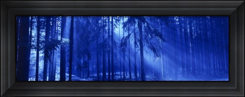 Framed Trees Titisee Germany Print