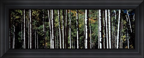 Framed White Aspen Tree Trunks CO USA Print