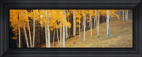 Framed Aspen trees in a field, Ouray County, Colorado, USA Print