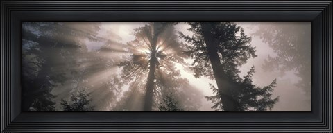Framed Trees Redwood National Park, California, USA Print