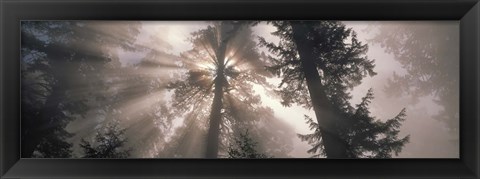 Framed Trees Redwood National Park, California, USA Print