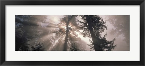 Framed Trees Redwood National Park, California, USA Print