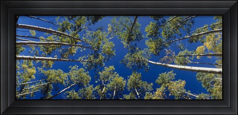 Framed White Aspen Trees CO USA Print