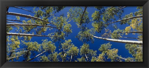 Framed White Aspen Trees CO USA Print