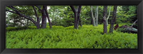 Framed Trees in a forest, North Carolina, USA Print