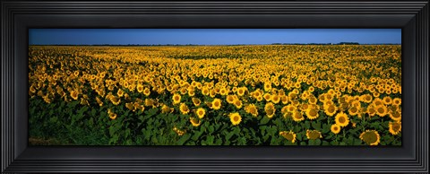 Framed Field of Sunflowers ND USA Print