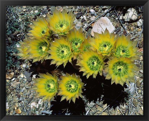 Framed High angle view of cactus flowers, Big Bend National Park, Texas, USA Print