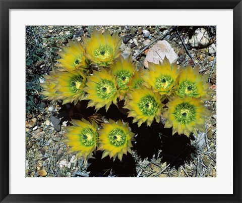 Framed High angle view of cactus flowers, Big Bend National Park, Texas, USA Print