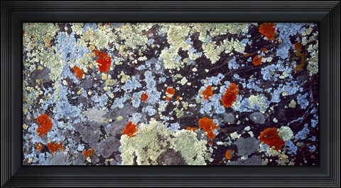 Framed Lichens on Rock CO USA Print
