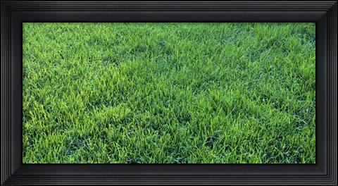 Framed Grass Sacramento CA USA Print
