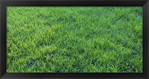 Framed Grass Sacramento CA USA Print