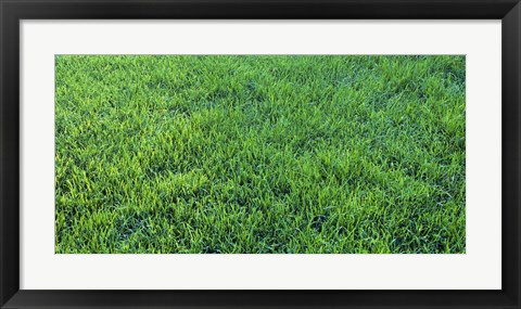 Framed Grass Sacramento CA USA Print