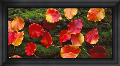 Framed Fall Leaves Sacramento CA USA Print