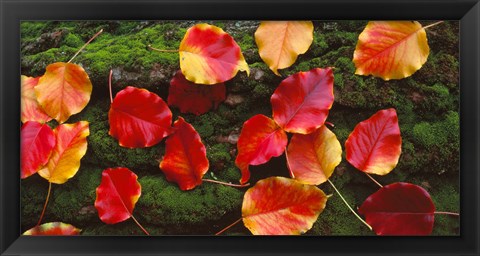 Framed Fall Leaves Sacramento CA USA Print