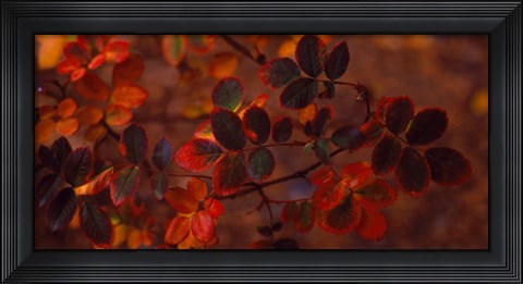 Framed Autumn leaves, Colorado, USA Print