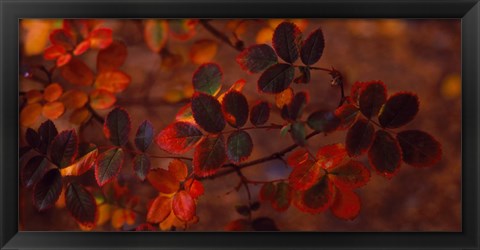 Framed Autumn leaves, Colorado, USA Print