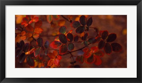 Framed Autumn leaves, Colorado, USA Print