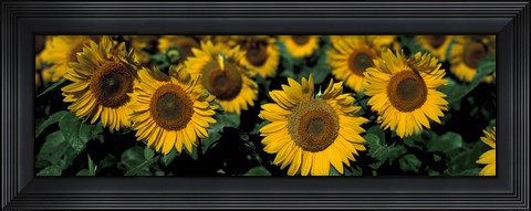 Framed Sunflowers ND USA Print
