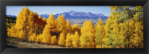 Framed Fall Aspen Trees Telluride CO Print