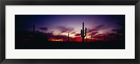 Framed Silhouette of Saguaro cactus (Carnegiea gigantea), Saguaro National Monument, Arizona, USA Print