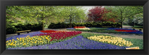 Framed Keukenhof Gardens, Lisse, Netherlands Print