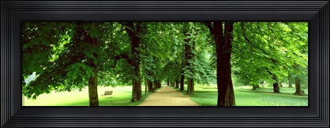 Framed Trees Salzburg Austria Print