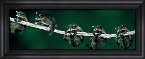 Framed Raccoons (concept) Alberta Canada Print