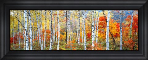 Framed Fall Trees, Shinhodaka, Gifu, Japan Print