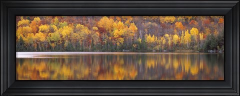 Framed Fall Trees in Laurentide, Quebec, Canada Print
