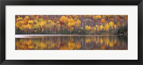 Framed Fall Trees in Laurentide, Quebec, Canada Print