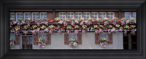 Framed Windows with Colorful Flower Boxes, Appenzell Switzerland Print