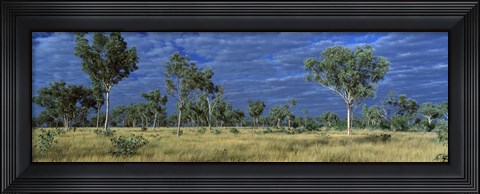 Framed Savannah Bungle Bungle Australia Print