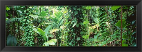 Framed Vegetation Seychelles Print